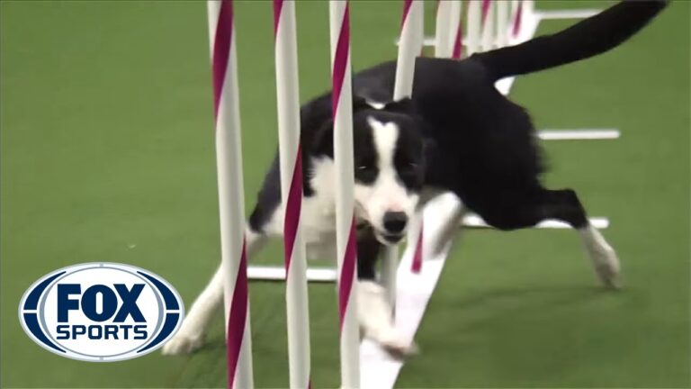 Gu A Completa Sobre Cachorros Border Collie Cuidados Entrenamiento Y M S Actualizado